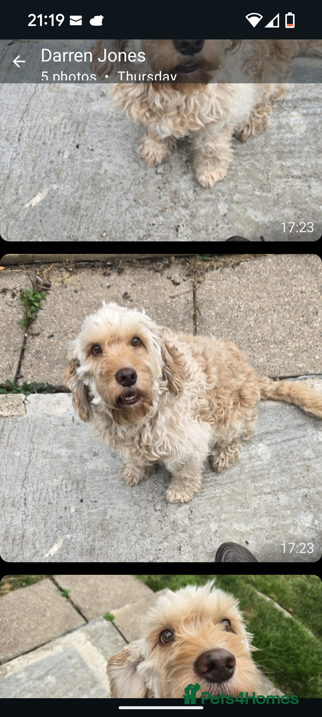Cockapoo dogs for sale: Very sad sale  - Image 1