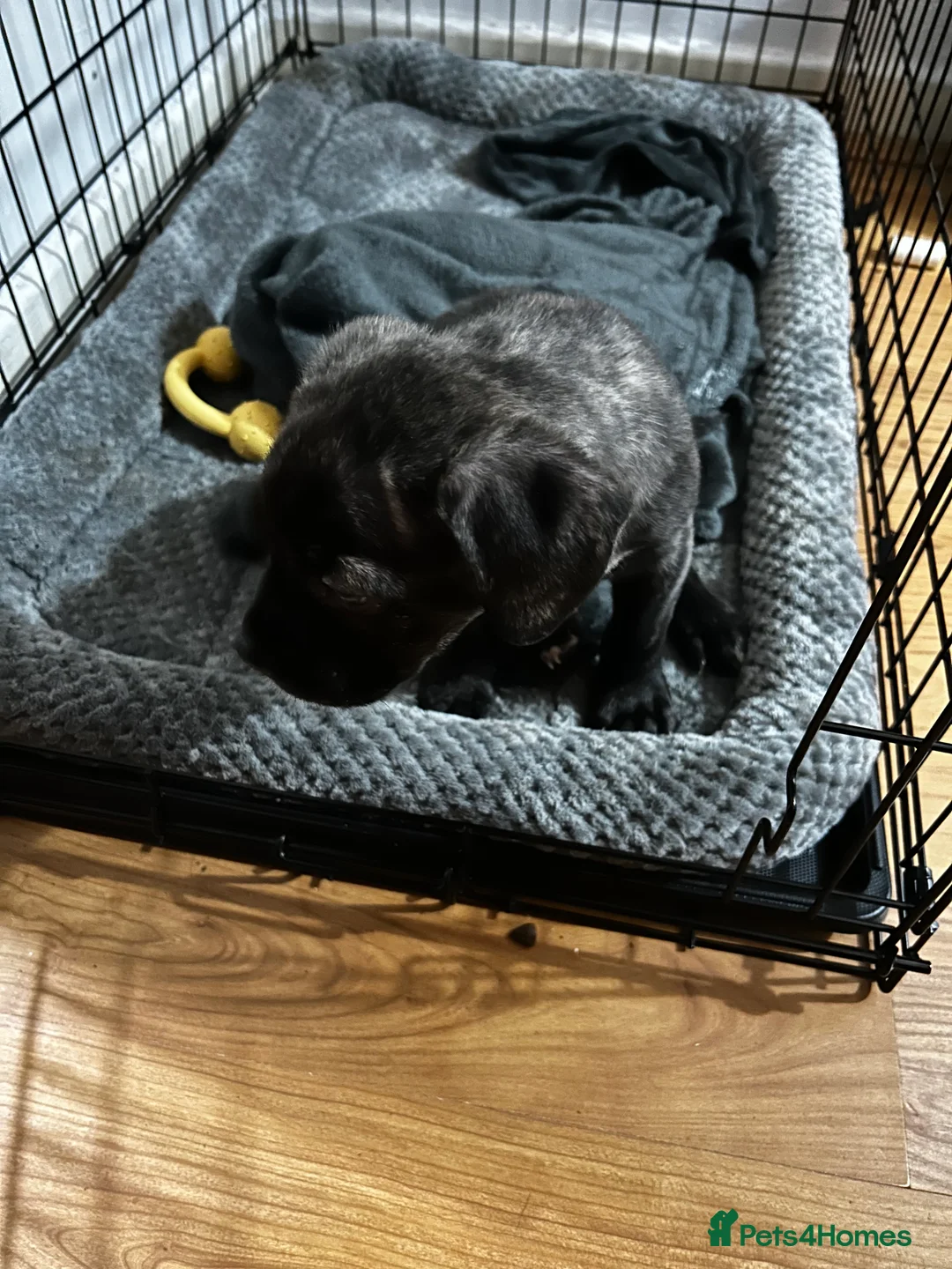 Mixed Breed dogs for sale: Puppy looking for his forever home - Advert 4