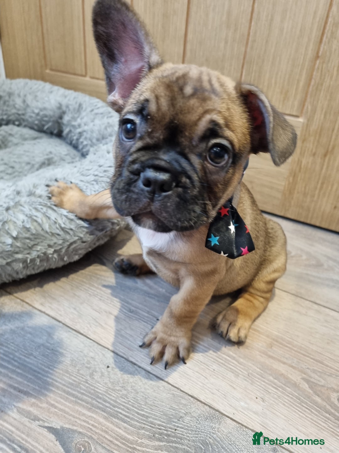 French Bulldog dogs for sale: Quality french bulldogs available to leave 🐾 - Image 10
