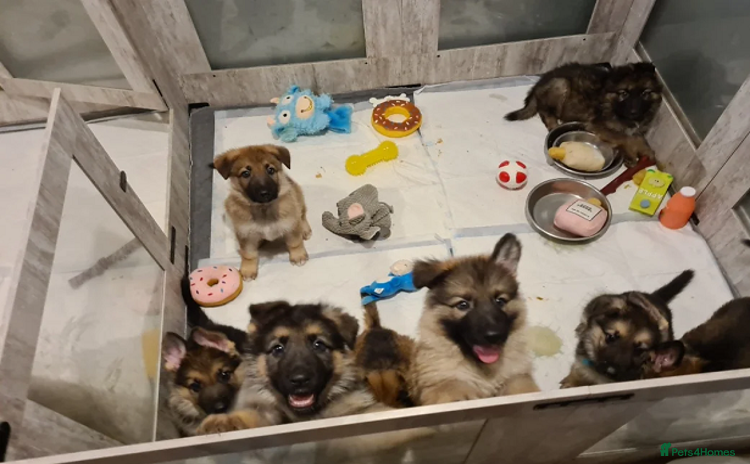 German Shepherd dogs - Advert 12