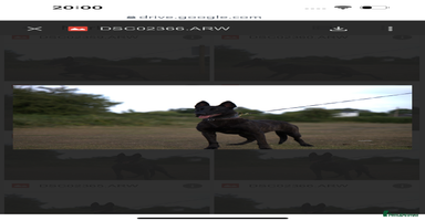 Belgian Shepherd Dog dogs - Advert 2