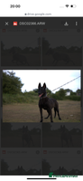 Belgian Shepherd Dog dogs - Advert 3