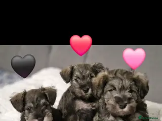 Miniature Schnauzer dogs 4 miniature schnauzers girls - Advert 3