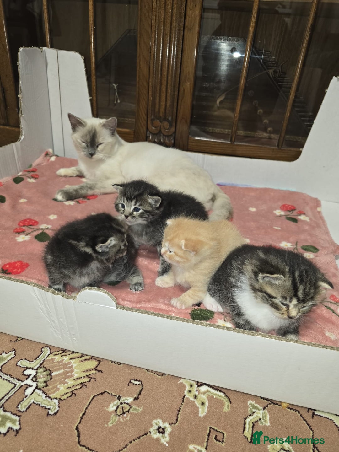 Ragdoll cats for sale: Mom and kittens  - Image 2