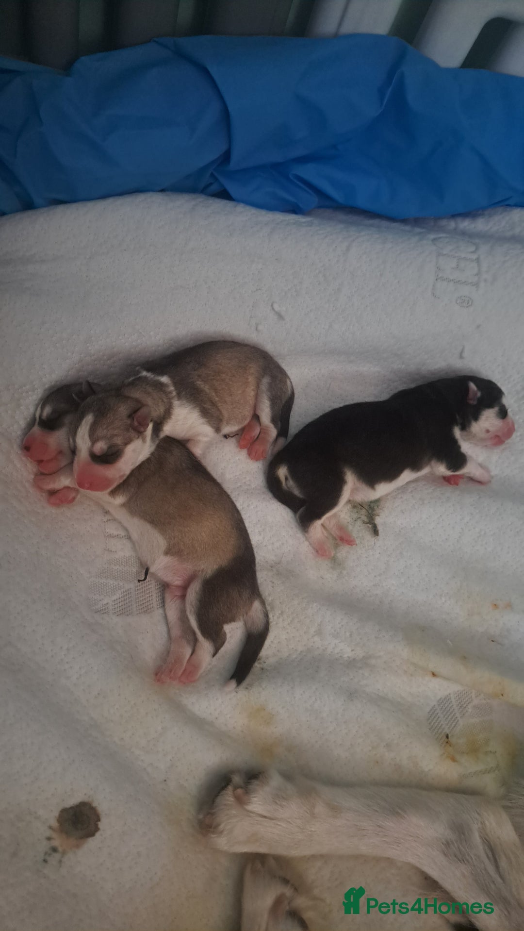 Siberian Husky dogs for sale: Six gorgeous husky pups - Image 5
