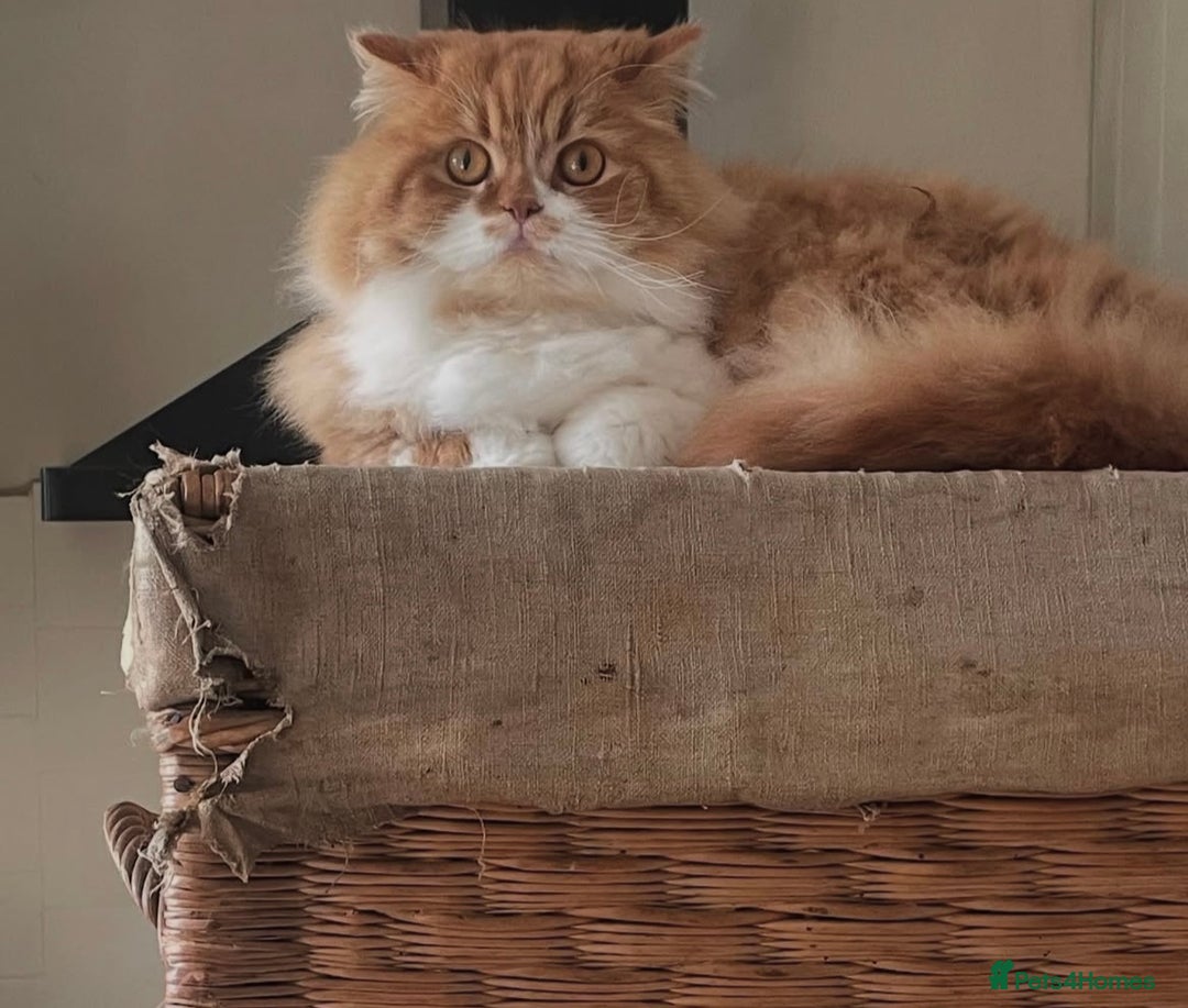Scottish Fold cats for sale: 5yrs old beautiful fluffy Scottish fold boy  - Image 3