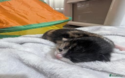 Mixed Breed cats for sale: Beautiful kittens - Image 17