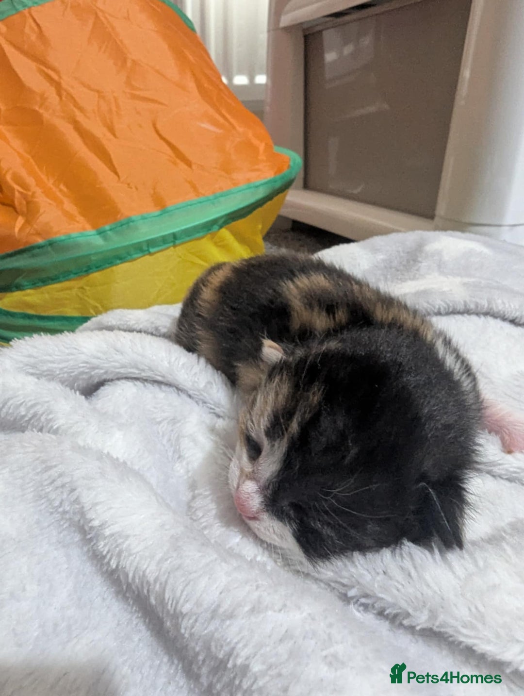 Mixed Breed cats for sale: Beautiful kittens - Image 17