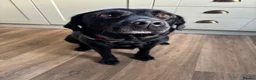 Borador dogs for sale: 2 Black Labrador x Collie puppies (Borador) in Inverness - Advert 3