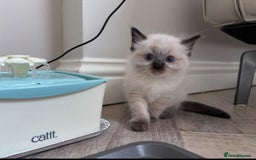 Ragdoll cats for sale: 4 PURE 💖💙RAGDOLLS💖💙 - Image 8