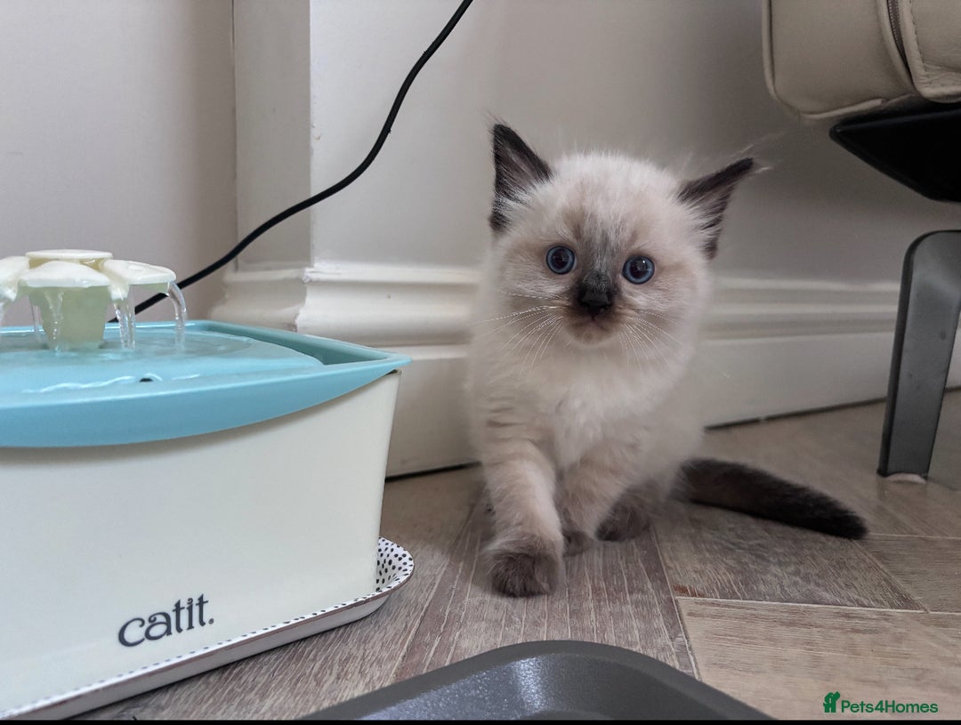 Ragdoll cats for sale: 4 PURE 💖💙RAGDOLLS💖💙 - Image 8
