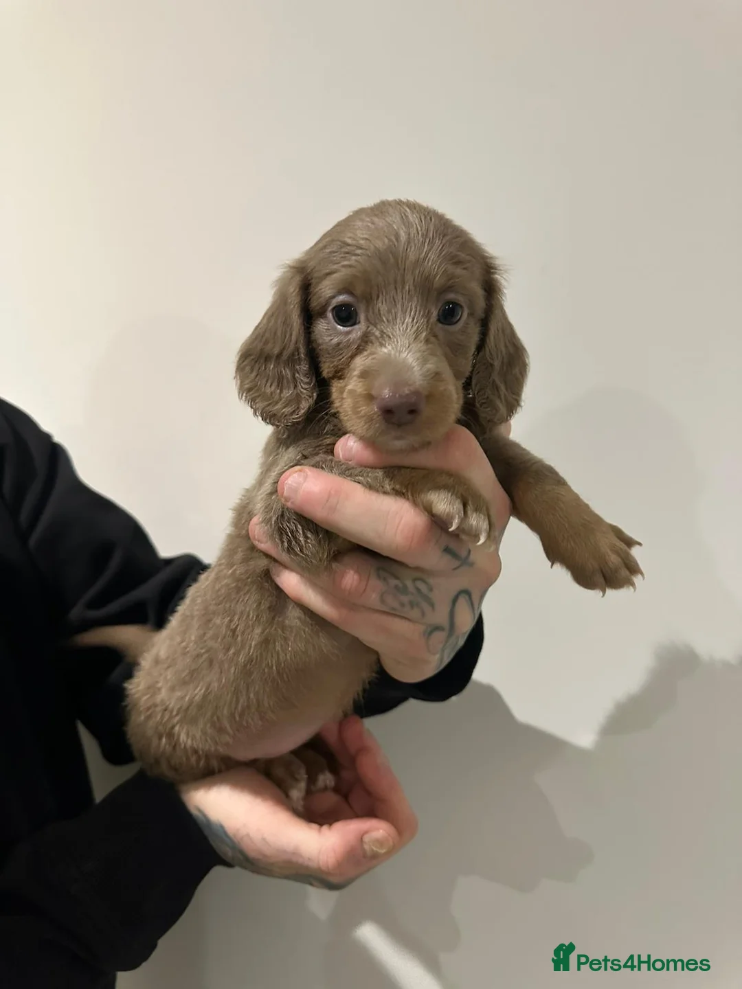 Miniature Dachshund dogs for sale: Mini dachshunds - Advert 20
