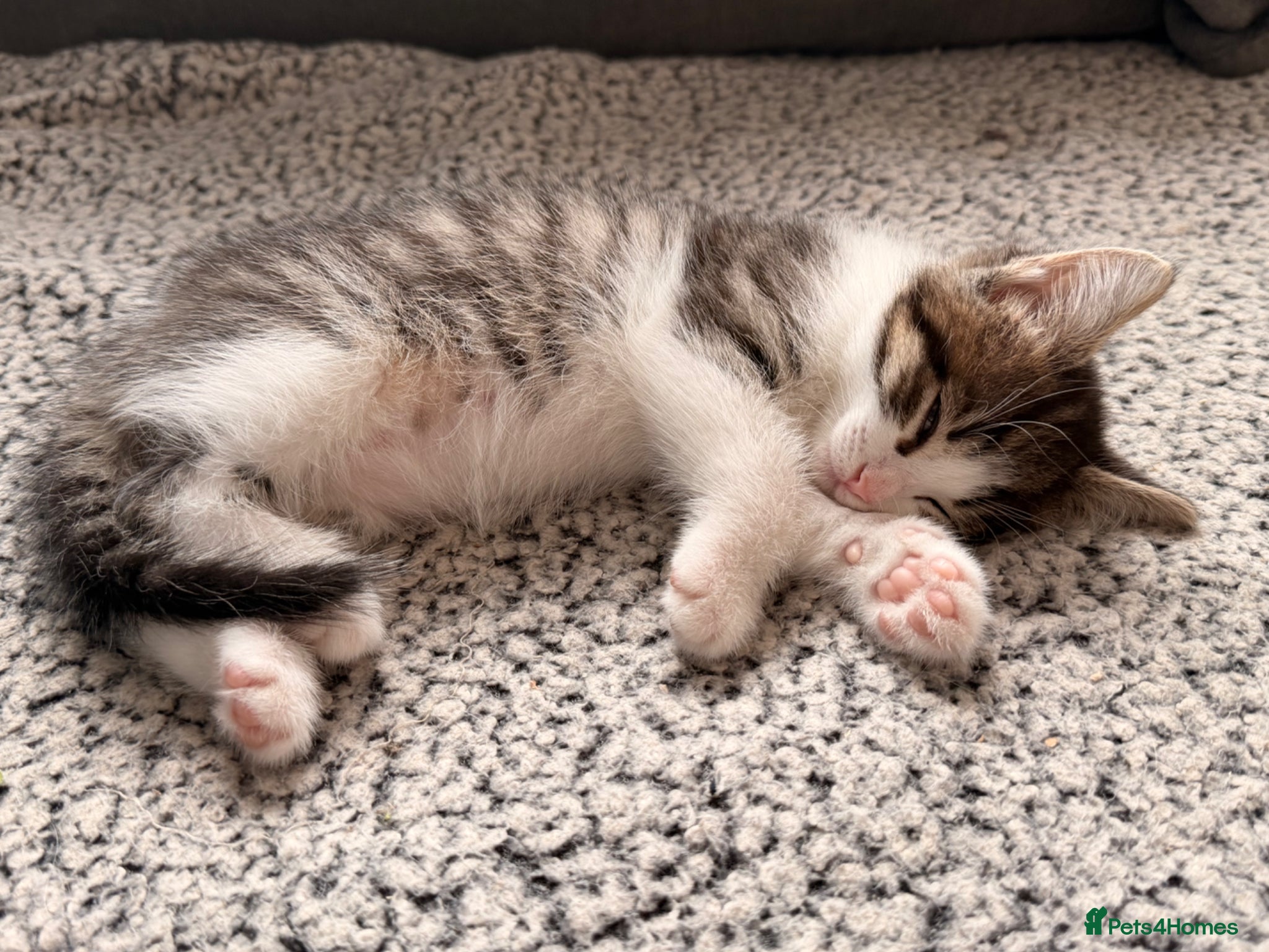 Mixed Breed cats Beautiful White and Tabby Boy - Advert 4