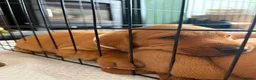 Labrador Retriever dogs for sale: Stunning Fox Red Working Labrador Retriever  in Bolton - Advert 32