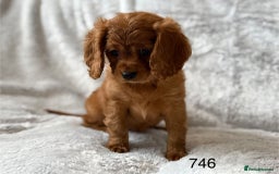 Mixed Breed dogs for sale: Spaniels mixed breed - Image 5
