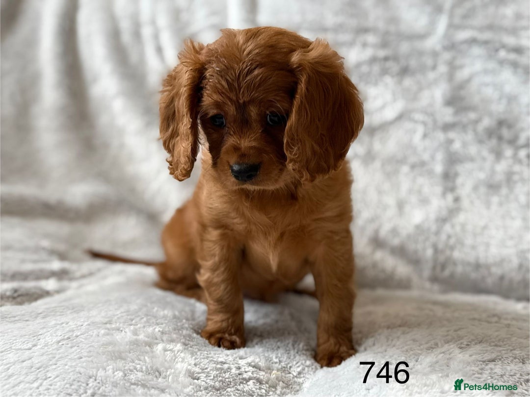 Mixed Breed dogs for sale: Spaniels mixed breed - Image 5