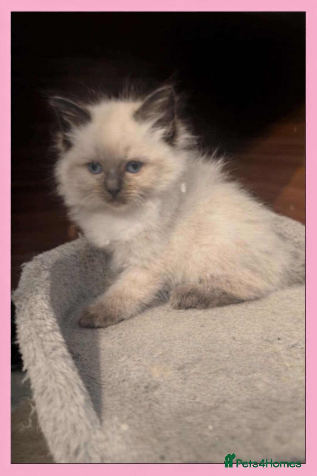 Ragdoll cats for sale: Beautiful ragdolls for sale  - Advert 3