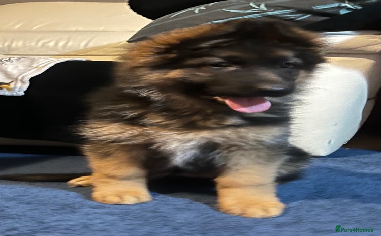 German Shepherd dogs - Advert 10