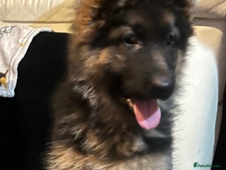 German Shepherd dogs Top Quality GSD puppies available - Advert 4