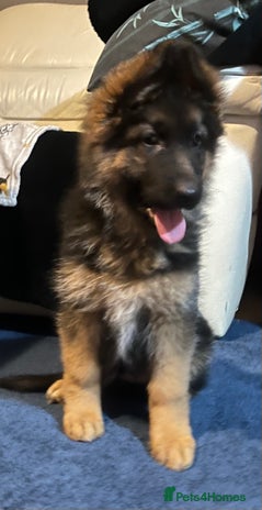 German Shepherd dogs - Advert 12