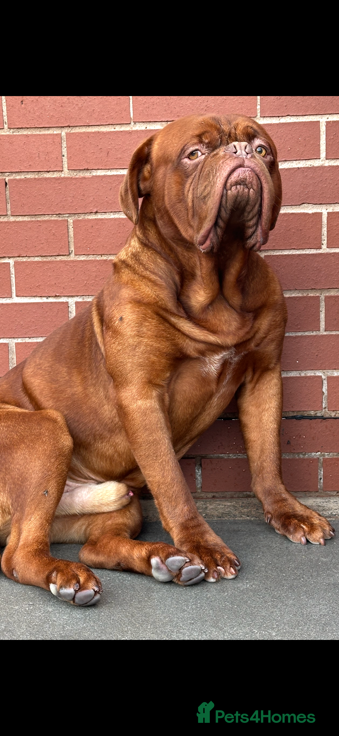 Dogue De Bordeaux dogs Kc registered Beautiful dogue for stud !! in Rochdale - Advert 1