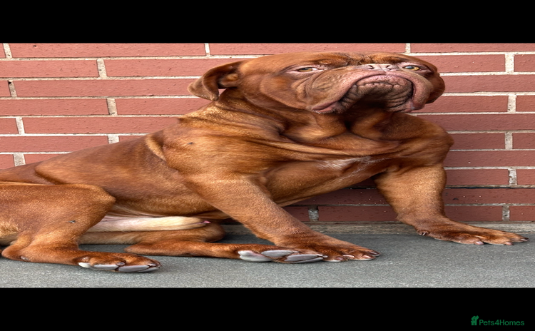 Dogue De Bordeaux dogs in Rochdale - Advert 8