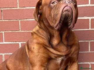 Dogue De Bordeaux dogs Kc registered Beautiful dogue for stud !! in Rochdale - Advert 4