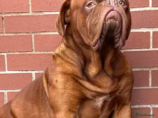 Dogue De Bordeaux dogs Kc registered Beautiful dogue for stud !! in Rochdale - Advert 5