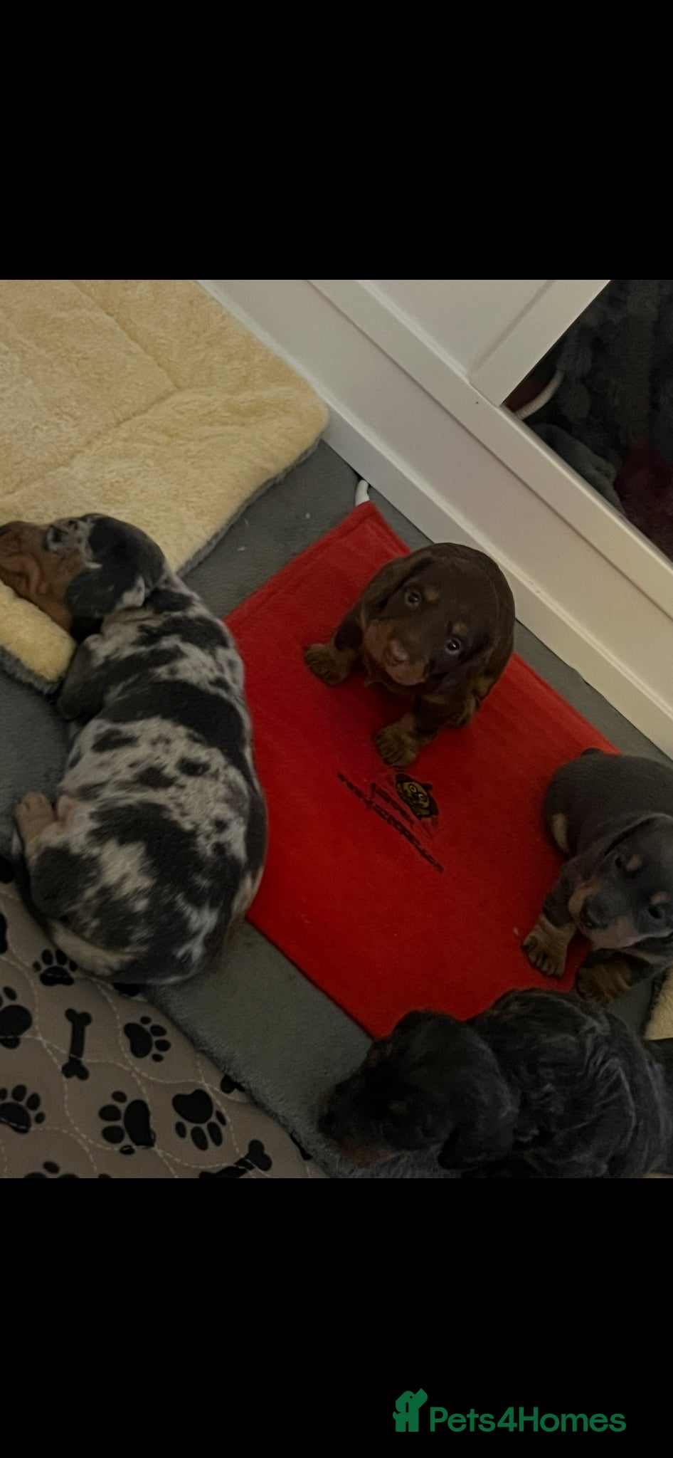 Miniature Dachshund dogs long haired and smooth miniature dachshund puppys - Advert 1