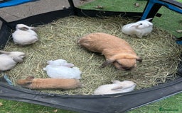 Mini Lop rabbits for sale: 6 pure baby mini lops  - Image 3
