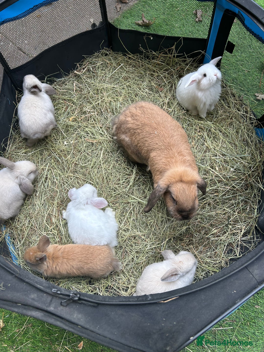 Mini Lop rabbits for sale: 6 pure baby mini lops  - Image 3