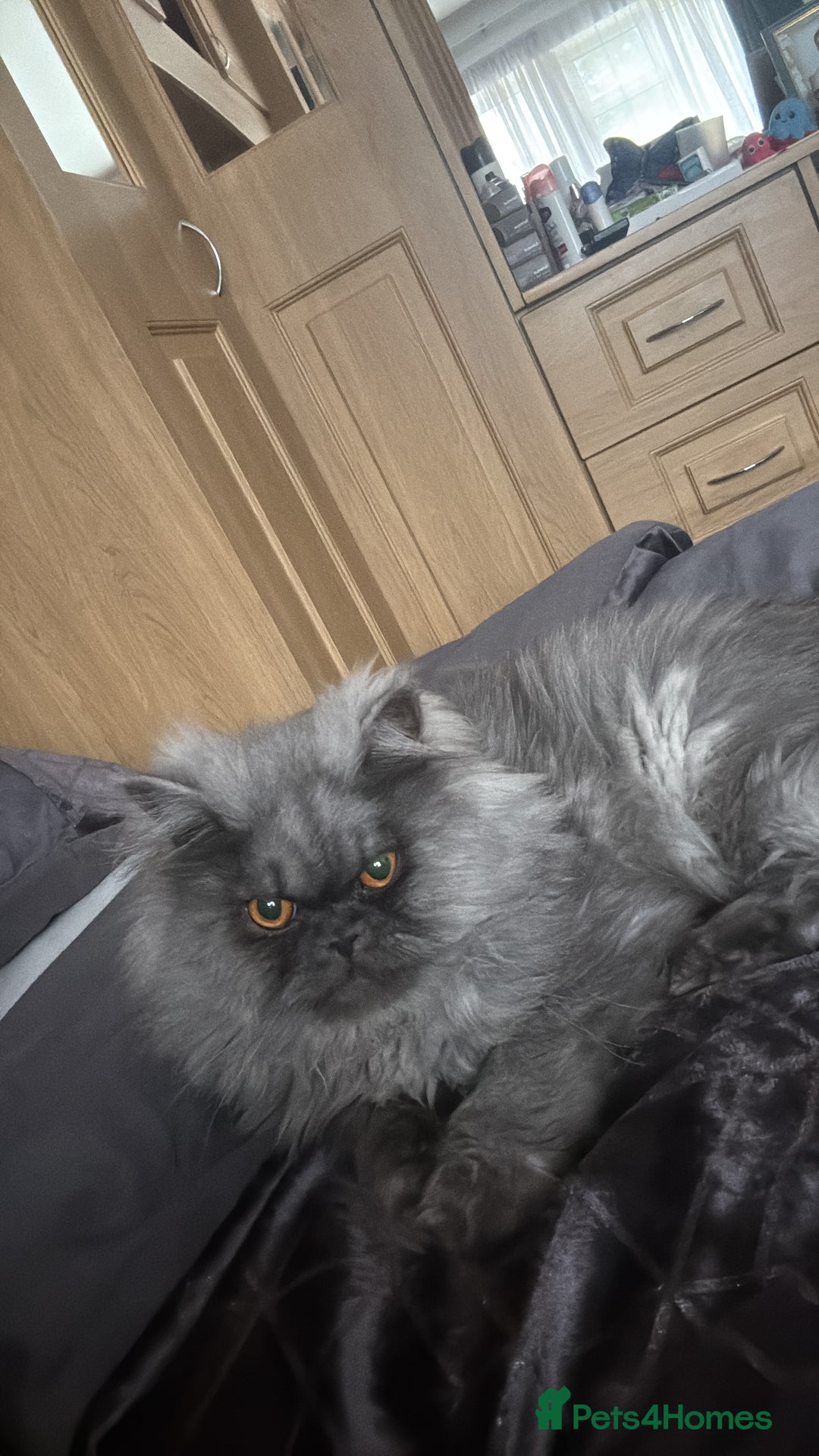 Persian cats for sale: Blue persian kitten  - Advert 1