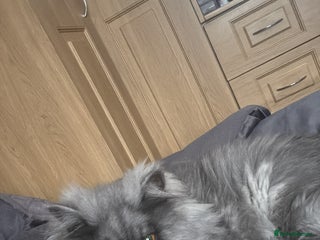 Persian cats Blue persian kitten - Advert 1