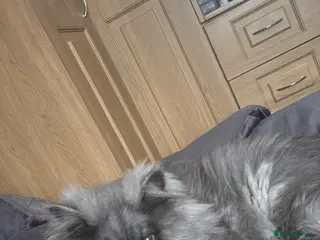 Persian cats Blue persian kitten - Advert 14