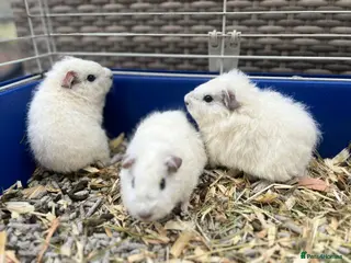 Guinea Pig rodents Teddy Guinea Pig 7x boys - each only £10 - Advert 1
