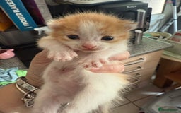 British Shorthair cats for sale: * Cute ginger & white 1 x boy 1 x girl kitten £50* - Image 11