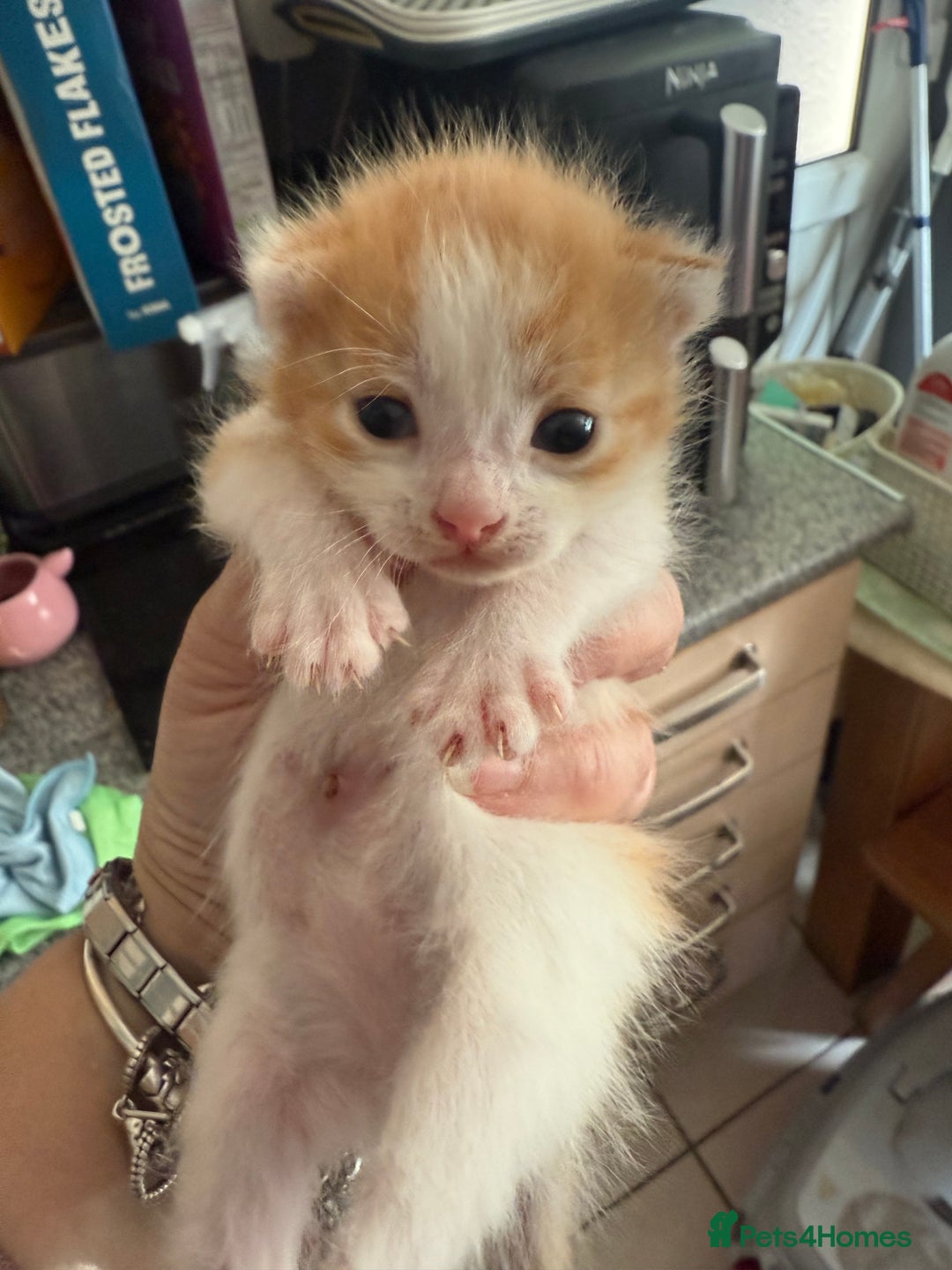 British Shorthair cats for sale: * Cute ginger & white 1 x boy 1 x girl kitten £50* - Image 11