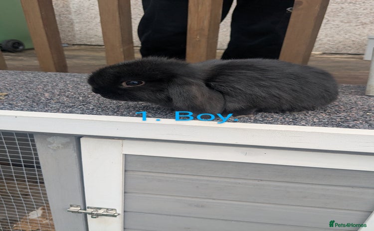 Mini Lop rabbits - Advert 6