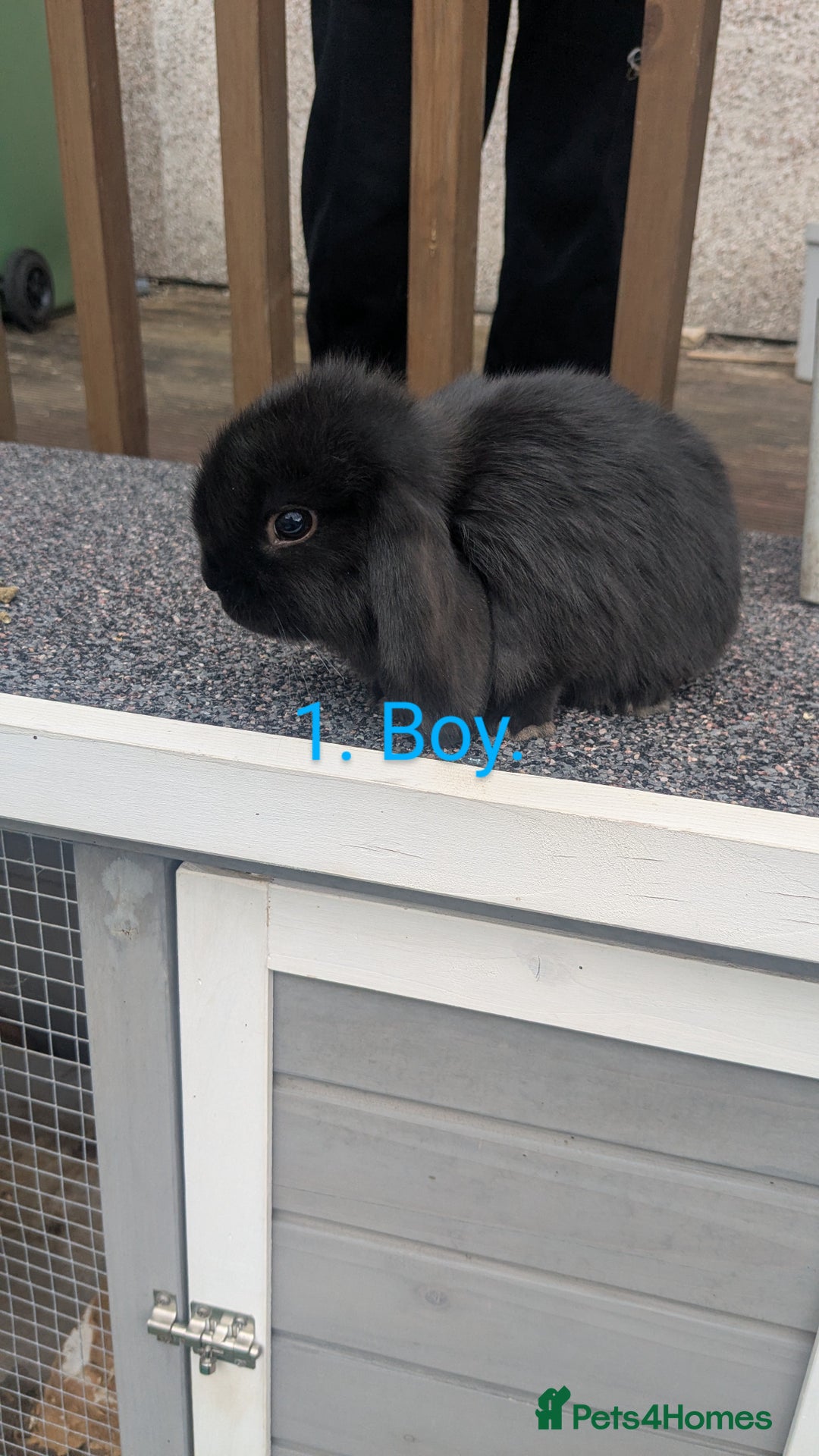 Mini Lop rabbits for sale: Mini lop babies  - Image 1