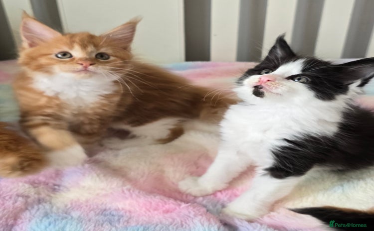 Maine Coon cats - Advert 5