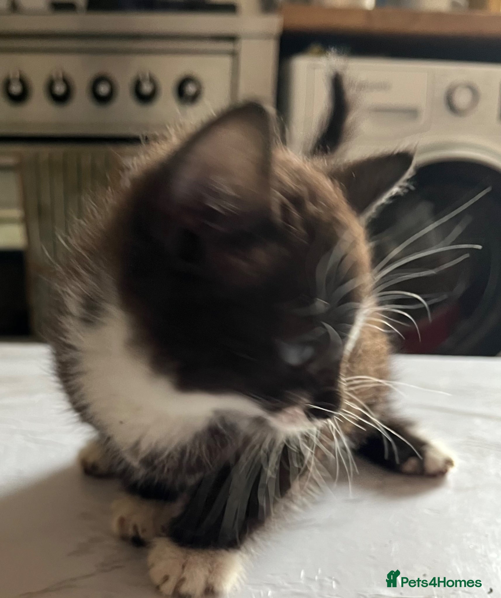 Mixed Breed cats for sale: 3 beautiful kittens for sale  - Advert 9