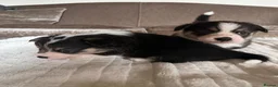 Welsh Corgi Pembroke dogs for sale: Pembroke Welsh Corgis ❤️2 Boys & 2 Tricolour Girls - Advert 2