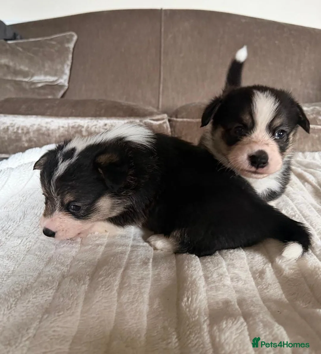 Welsh Corgi Pembroke dogs for sale: Pembroke Welsh Corgis ❤️2 Boys & 2 Tricolour Girls - Advert 2