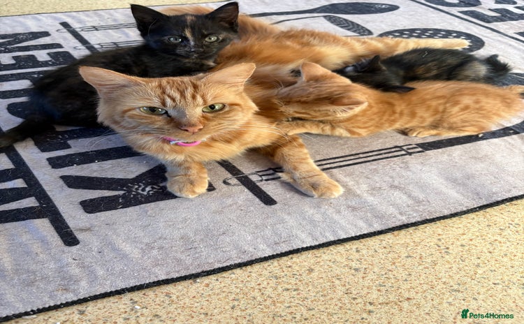 Mixed Breed cats - Advert 14