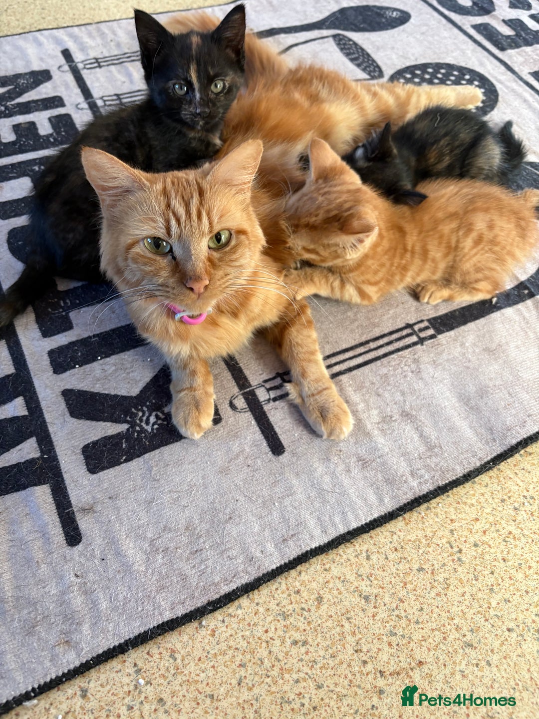 Mixed Breed cats for sale: Kittens For Sale - Image 1