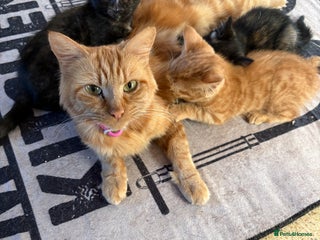 Mixed Breed cats - Advert 22