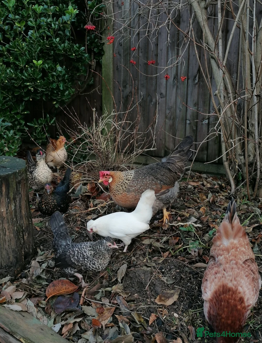 Chickens poultry for sale: Mixed Bantam hens for sale in Stevenage - Advert 1