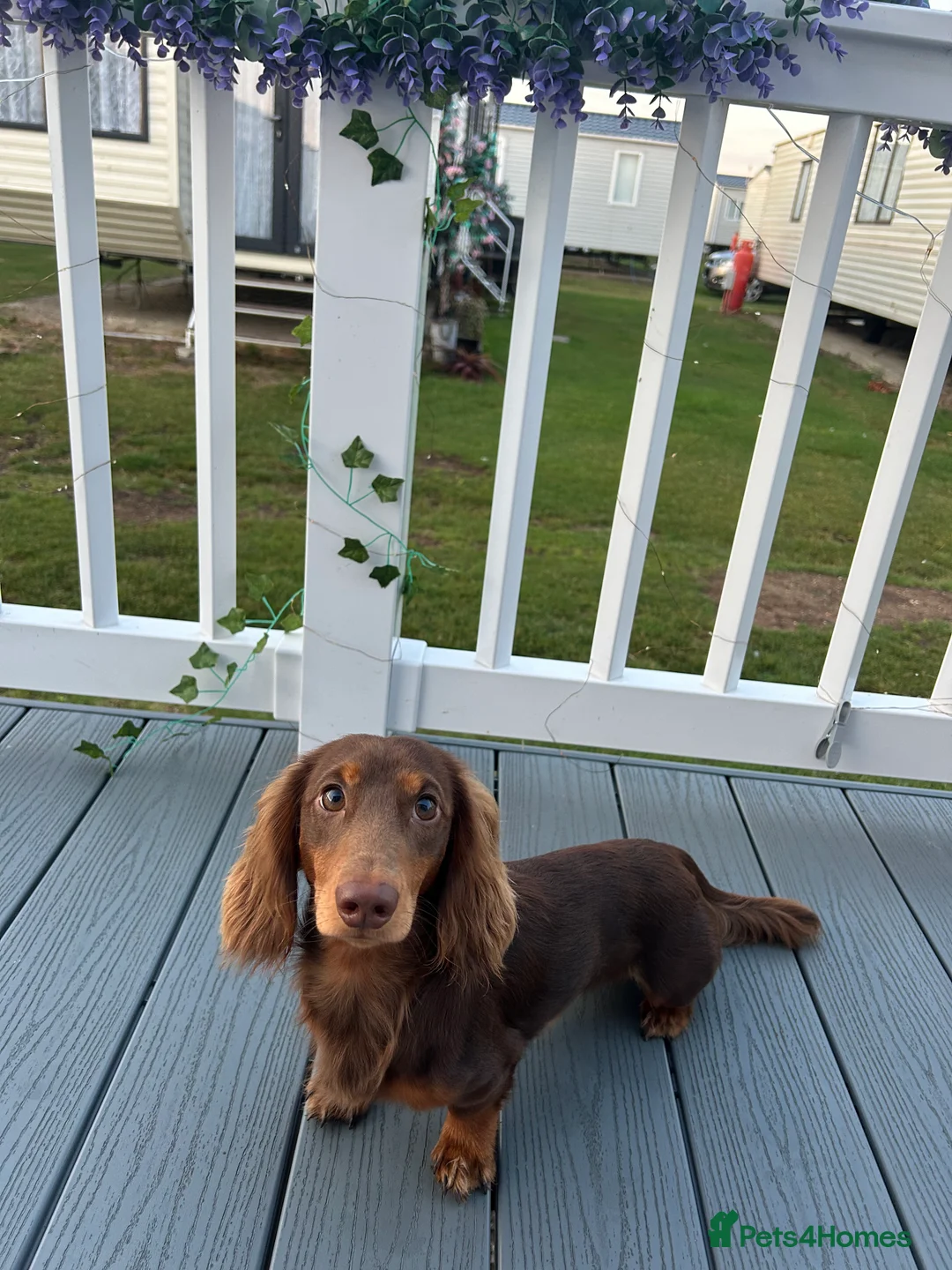 Miniature Dachshund dogs for stud: Long-Haired Brown Miniature Dachshund for Stud in Stowmarket - Advert 3