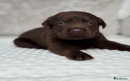 Labrador Retriever dogs for sale: Stunning chocolate Labrador’s with silver jeans  - Image 8