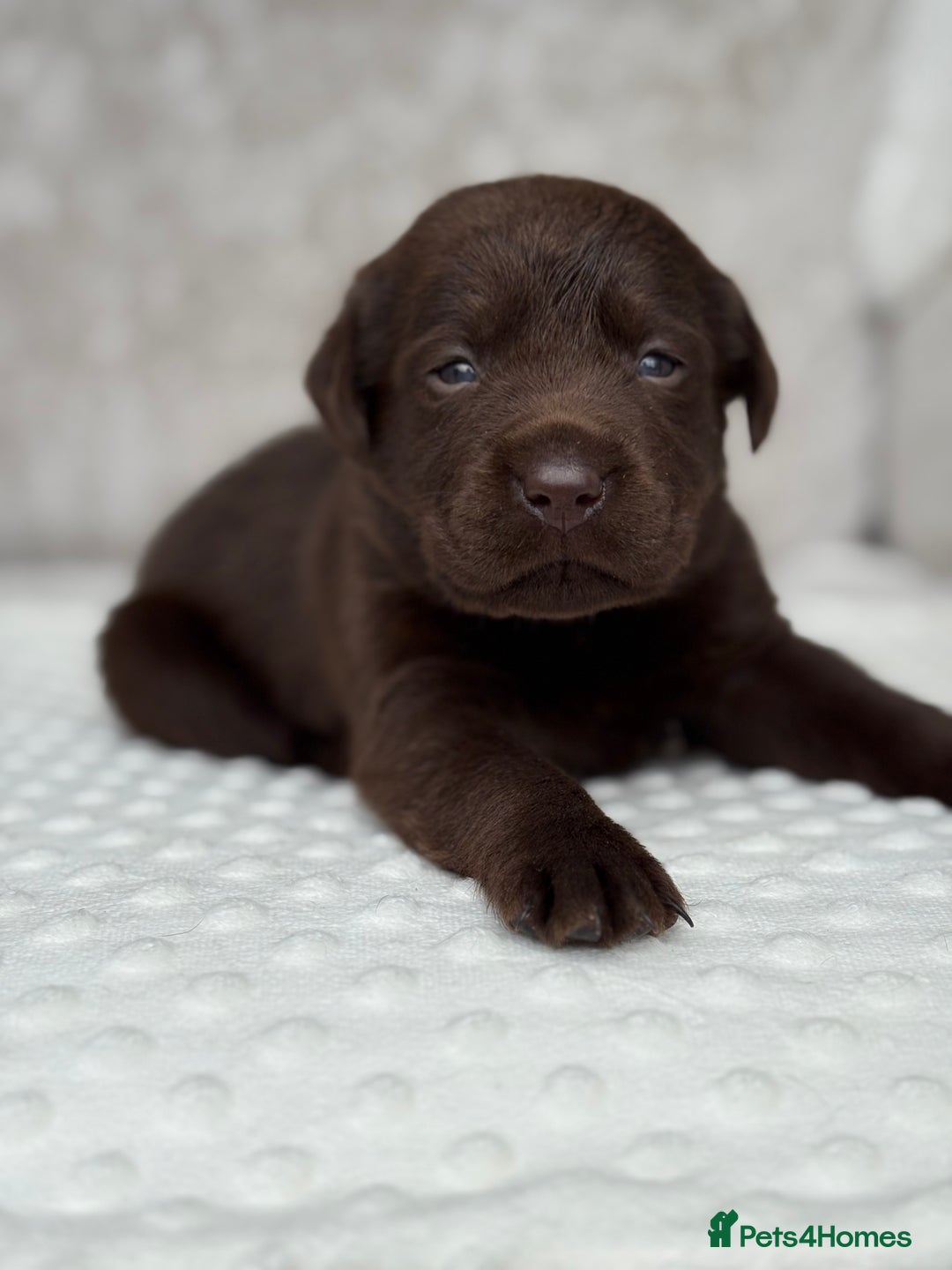 Labrador Retriever dogs for sale: Stunning chocolate Labrador’s with silver jeans  - Image 8